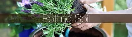 Do you recommend this type of mix for money tree? Gro Well Brands Inc Nw Cactus Patio