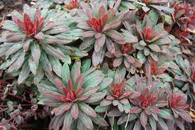 Image result for Euphorbia eranthes