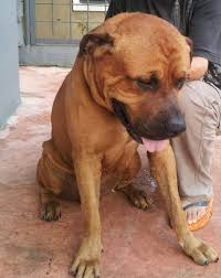 Pure breed rottweiler cross with pure breed boerboel pups for sale. 5vlqunlfro9rem