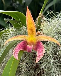 Image result for Bulbophyllum prorepens