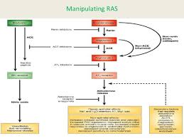 36 Specific Renin Angiotensin System Pathway