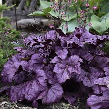 Heuchera Les Vivaces Du Merle Bleu Heuchera pistache, photo haute définition, détourée avec précision, pour cette vivace au tons flashy. heuchera les vivaces du merle bleu