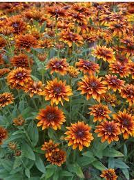 Rudbeckia Cherokee Sunset Bluestone Perennials Perennials Flower Garden Plans Shade Flowers