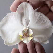 How I Made It How To Wire A Phalaenopsis Orchid Bloom Joseph Massie Orchids Phalaenopsis Orchid Bloom
