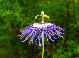This Is The Ballerina I Made From A Passion Flower Passion Flower Flowers Plants