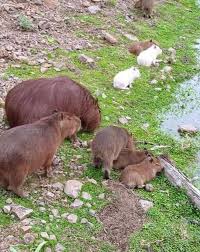 Por lo tanto, se estiman en seis las crías destetadas vivas por año y por hembra, alcanzando la madurez sexual en un año y medio o dos, con. Nacieron Carpinchos Fotos Urbanas Y Paisajes De Uruguay Facebook