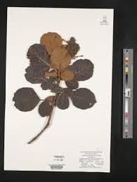 Image result for Cunoniaceae