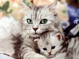 Free Cat With A Kitten Wallpaper Wallpaper Download Animals Town