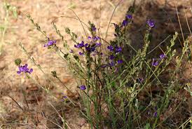 Image result for Dolichos kilimandscharicus