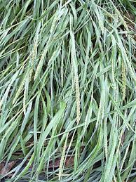 Image result for Eragrostis moggii