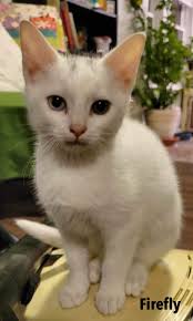 Safe Haven Animal Rescue Annapolis Valley