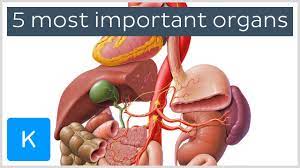 In the human body, there are five vital organs that people need to stay alive. 5 Most Important Organs In The Human Body Human Anatomy Kenhub Youtube