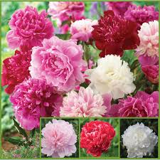Sun & shade border perennials, hydrangea, lavender, roses & much more. Peony Mix Collection
