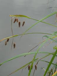 Image result for Cyperus ajax