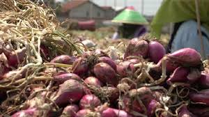 View all garlic, chilies & onions. Harga Bawang Merah Di Petani Brebes Merangkak Naik Kumparan Com