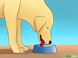 3 Ways To Treat Diabetes Insipidus In Dogs Wikihow