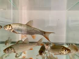 Check spelling or type a new query. Orfe Hampshire Carp Hatcheries
