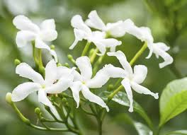 Specie rifiorente, porta insieme fiori e frutti in diversi stadi di maturazione. Gelsomino Fiori Bianchi E Profumati Preziosa Essenza