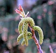 Image result for Juglans