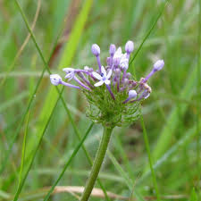 Image result for Pentanisia