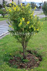 Image result for Crotalaria preladoi