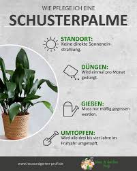 Schusterpalme Richtig Dungen Giessen Umtopfen Sowie Den Richtigen Standort Finden In 2020 Pflanzen Zimmer Ungewohnliche Pflanzen Coole Zimmerpflanzen