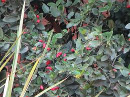 Image result for Carissa bispinosa