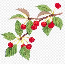 We did not find results for: Cherry Blossom Tree Png Download 999 956 Free Transparent Cherry Png Download Cleanpng Kisspng