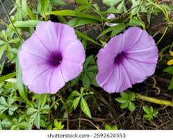 Image result for Ipomoea violacea
