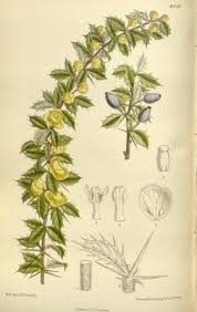Image result for Berberis verruculosa