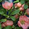 Choose your favorite currant plant from raintree nursery. 1