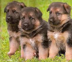 Many king shepherd dog breeders with puppies for sale also offer a health guarantee. King German Shepherd Puppies For Sale Pets Lovers