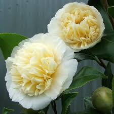 Jury S Yellow Camellia With Images Beautiful Flowers Camellia Romantic Flowers