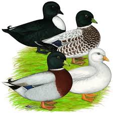 Pin On Birds