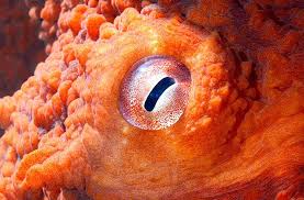 Thinx Images From The Giant Pacific Octopus Exhibit At Octopus Eyes Octopus Giant Pacific Octopus