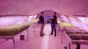 Check spelling or type a new query. The Effect Of Led Grow Lights On Human Health Valoya Led Grow Lights