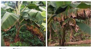 Image result for Gutenbergia trifolia