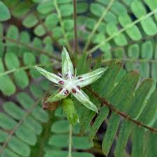 Image result for Biophytum