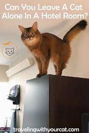 Pin On Cats