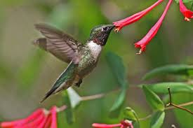 Approximately 30 native american tribes are scattered across the area now known as north carolina. North Carolina Celebrates Native Plants Audubon North Carolina