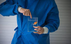 How To Treat Goldfish Swim Bladder Disease In 5 Steps