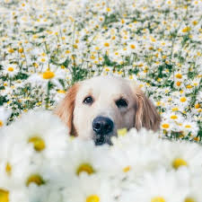 Just like the iconic flowers the adorable dog likes to frolic in, the shiba inu is a symbol of japan. Animal Cute And Dog Image 3047285 On Favim Com
