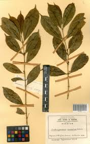 Image result for Craterispermum