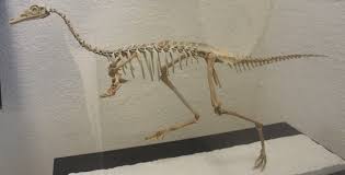 Image result for Monotes magnificus