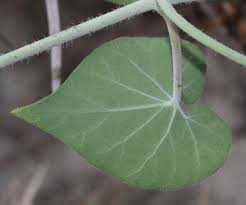 Image result for Pergularia daemia