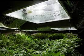 They provide light from directly above which promotes strong, upright many of these vegetables require a long growing season so starting them under grow lights will give them a nice head start. Cleaning Your Grow Room 12 Daily Weekly And Monthly Maintenance Tips