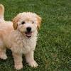 Large black dog breeds are perhaps the most notable and popular breeds on this list. 3