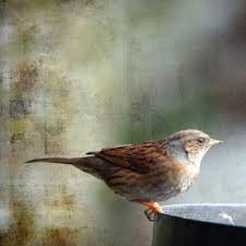 Common Birds Of Cape Cod Common Beauty Beautiful Birds Birds Pet Birds