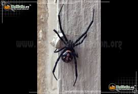 Black widow spiders have the most toxic spider bite in the us. Western Black Widow Latrodectus Hesperus