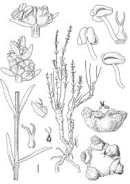 Image result for Chenolea